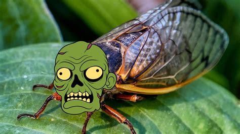 Run For Your Life Millions Of Zombie Cicadas Invading Illinois