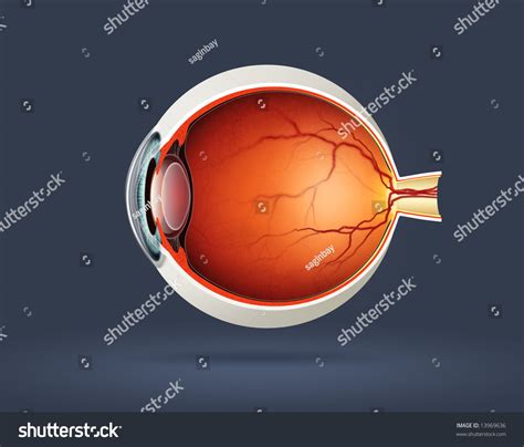 Human Eye Cross Section Stock Photo 13969636 Shutterstock