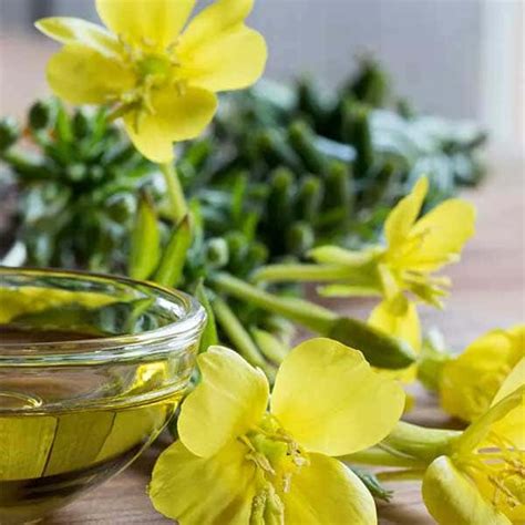 This oil has a number of medicinal evening primrose oil also contains linoleic acid. Evening Primrose | Evening Primrose Oil Soluble Supplier ...