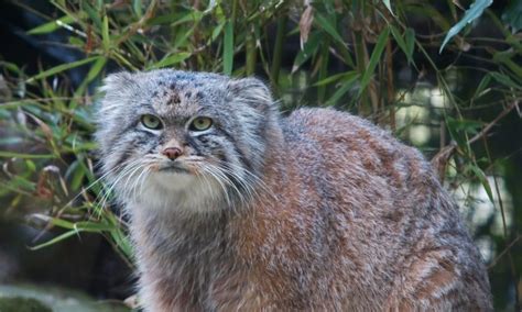 Jaguarundi The Otter Cat Moggyblog