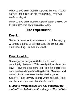 This lab enables students to manipulate the concepts of osmosis and diffusion since eggs are large enough to see, and they can make the connection between the egg modeling a. Osmosis Experiment Using Eggs by Leesa | Teachers Pay Teachers