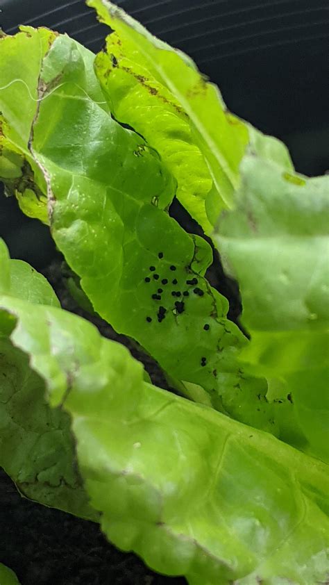 What Are These Black Dots On My Lettuce Leaves Rgardening
