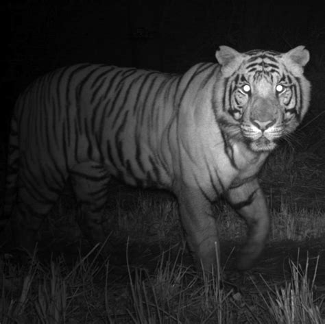 Tigers Work The Night Shift In Nepal Live Science
