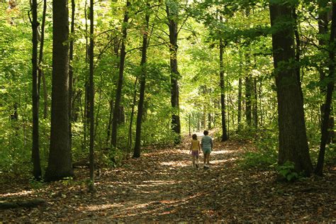 Walk In The Forest Free Photo Download Freeimages