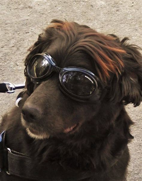 Looking Cool Love This Military Working Dog In His Doggles