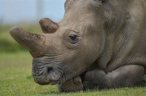 Northern White Rhinos Facing Extinction Here And Now