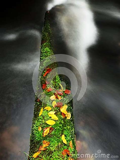 Broken Mossy Trunk Of Aspen Tree Fall In Mountain River Orange And