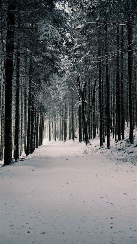 Download Wallpaper 2160x3840 Forest Trees Snow Winter Pines Samsung