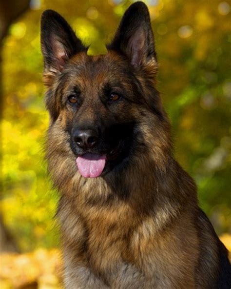 Long Coat German Shepherd Puppies For Sale By Mittelwest