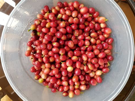 After being picked, the skin and pulp are removed and what's left is the seeds. Pacificana Coffee Fruit in 2020 | Coffee tree, Coffea ...