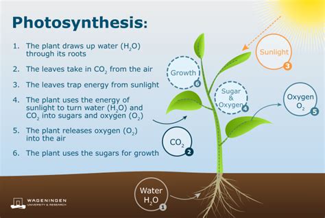 Photosynthesis The Green Engine Of Life On Earth Wur