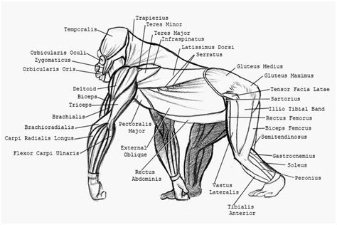 Animal Drawing Gorilla Anatomie Animale Gorille Zoologie