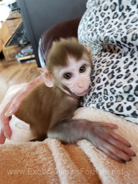 Baby Rhesus For Sale For Sale