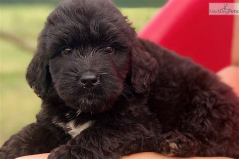 This stated fact comes from families everywhere across. Saint Berdoodle - St. Berdoodle puppy for sale near Dallas ...