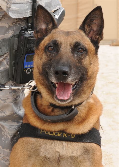 Day on the Job: Kennel