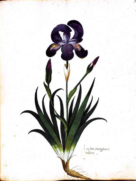 Iris Botanical Drawing At Getdrawings Free Download