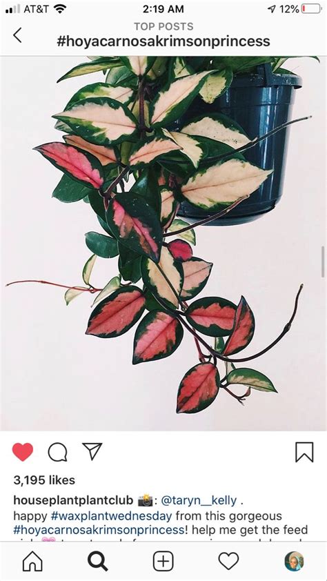 Ended today 1 variegated plants rare variegated hoya carnosa krimson queen wax live plant indoor houseplant fragrant flower hoya this beautify has amazing pink and red colors when it has new. Hoya Carnosa "Krimson Queen" Tricolor | Plants, Tri color