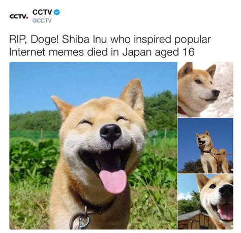 Adorable Original Wow Shiba Inu Doge L2sanpiero