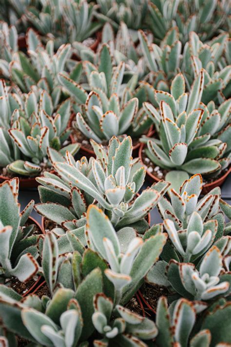 Plant Designs (Business) – Why Plants
