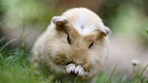 4k Guinea Pig Wallpapers High Quality Download Free