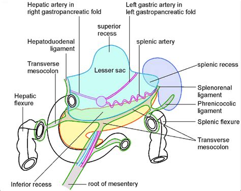 The lesser omentum extends from the lesser curvature of the stomach and duodenal bulb (first part of duodenum) to the liver. A schematic diagram showing the lesser sac following the ...