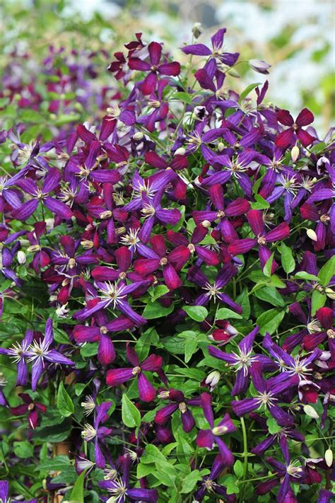 A Fragrant And Intense Clematis With A Promise Of Two Months Of Blooms