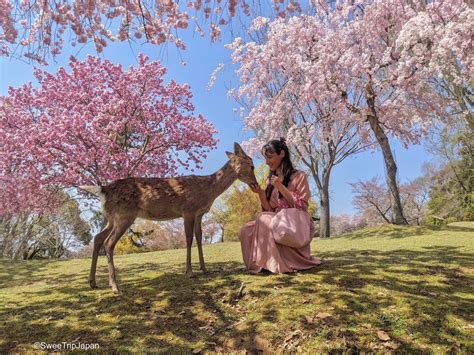 Nara Park Sakura Season Sweetrip Japan