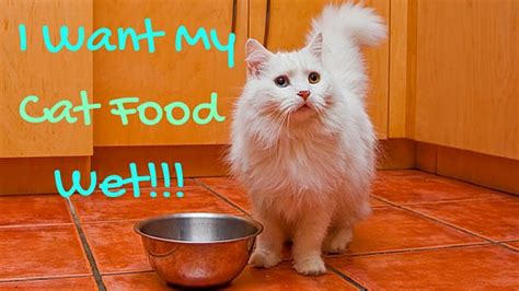 Shop for wet cat food in cat food & treats. Best Wet Cat Food (BENEFITS + REVIEWS) That Cats Will Love!
