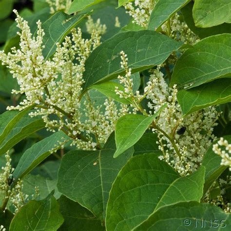 Japanese knotweed is an invasive species that causes havoc in your garden, sometimes costing up to £10,000 you remember reading about japanese knotweed and realise this plant looks very similar. Japanese Knotweed Removal & Control Bournemouth, Poole ...