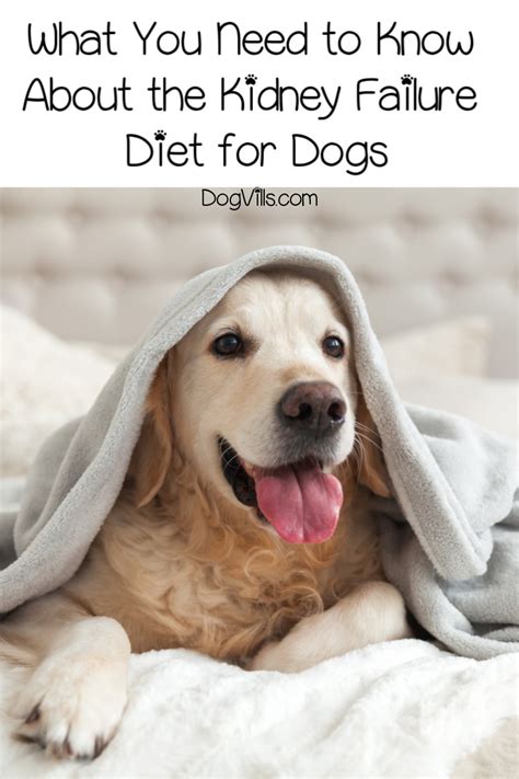 We did not find results for: Kidney Failure Diet for Dogs - Coping with Kidney Dietary ...