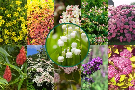 11 Deciduous Flowering Shrubs For Your Garden