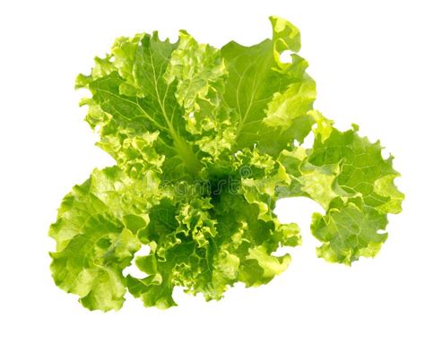 Lettuce Fresh Salad Leaf Fresh Green Lettuce Leaves Stock Photo