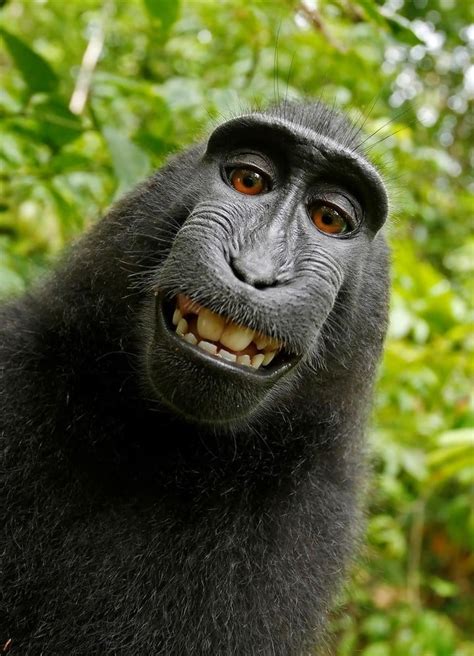 Batalla Legal Por Una Famosa Selfie El Mono Que La Sacó No Podrá