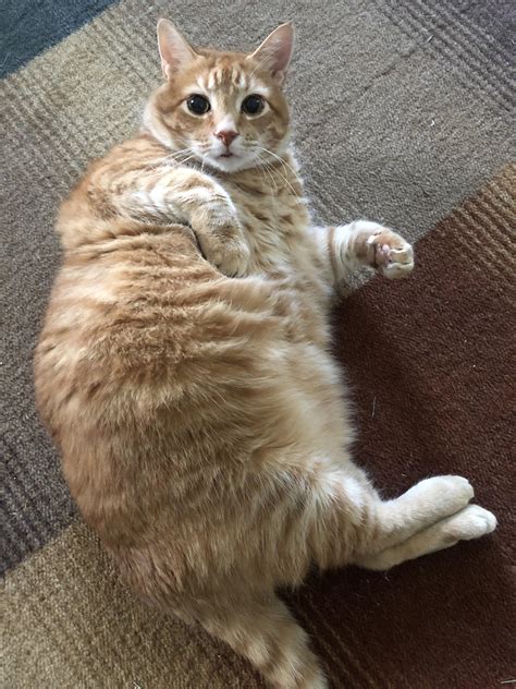 896 Best Chonker Images On Pholder Chonkers Absolute Units And Aww