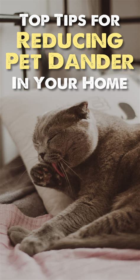 Tips For Reducing Pet Dander In Your Home Artofit