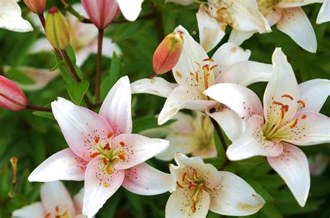 Some of these potted plants are even flowering plants that can illuminate. Online Plant Nursery Pakistan Archives | Plants & Gardens!