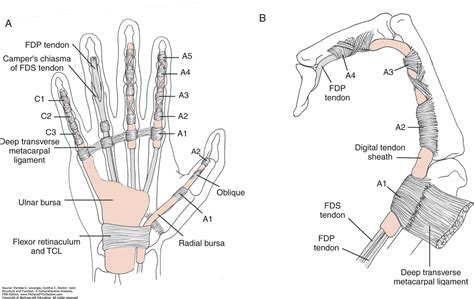 Interior Radiocarpal Ligament Wrist Dorsal Radiocarpal Ligament