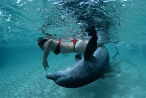 Do Dolphins Try To Mate With Humans Quora