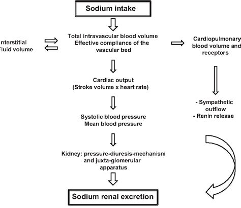 Figure 1 From Sodium Intake And Vascular Stiffness In Hypertension