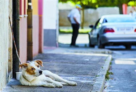 Una Nueva Ordenanza Multa Con Hasta 1500 Euros Llevar Atado El Perro