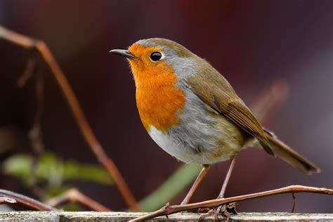 Atonic seizures involve a sudden loss of muscle tone and typically cause a person to become limp. Seizures in Birds - Symptoms, Causes, Diagnosis, Treatment ...