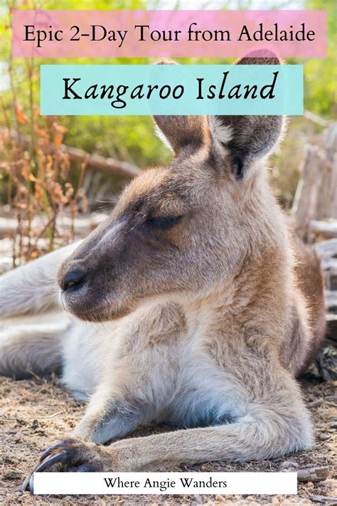 Kangaroo Island Tour The Most Sensational 2 Day Wildlife Itinerary