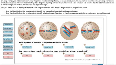 2n6 Meiosis Diagram