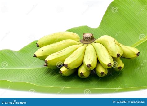 Banana Cluster Isolated Image Stock Photo Image Of Snack Bananas