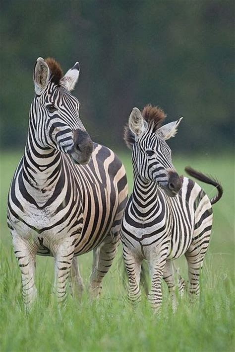 Zebra With Her Baby Fauna Pinterest Mom Change 3