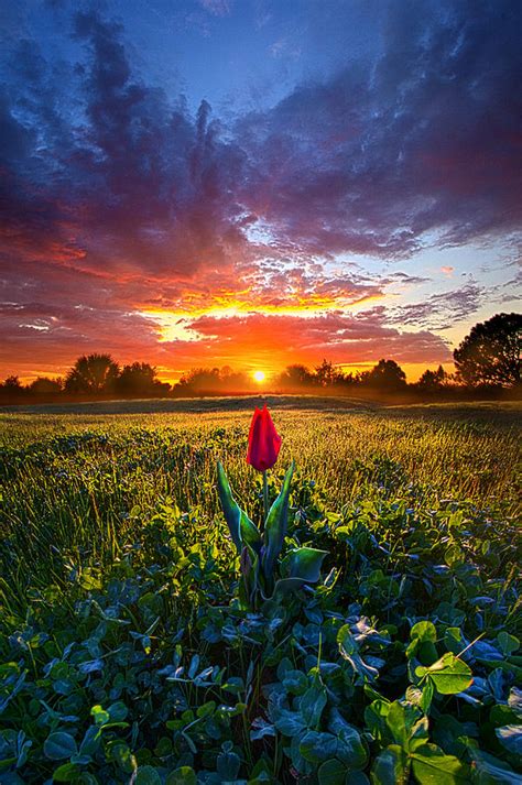 For Your Love Photograph By Phil Koch