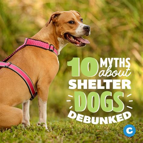 Why Adopt A Shelter Dog 10 Myths About Shelter Pets Debunked Shelter