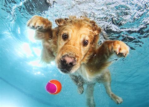 9 Funny Dogs Who Love Water Dogexpress