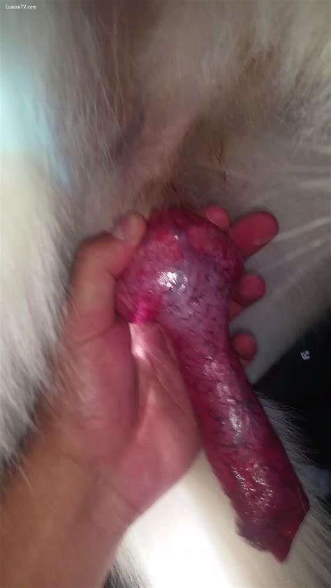 Puppy Getting A Tugjob From Sexually Excited Owner