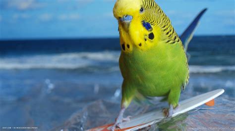 Parakeet Budgie Parrot Bird Tropical 24 Wallpapers Desktop Background